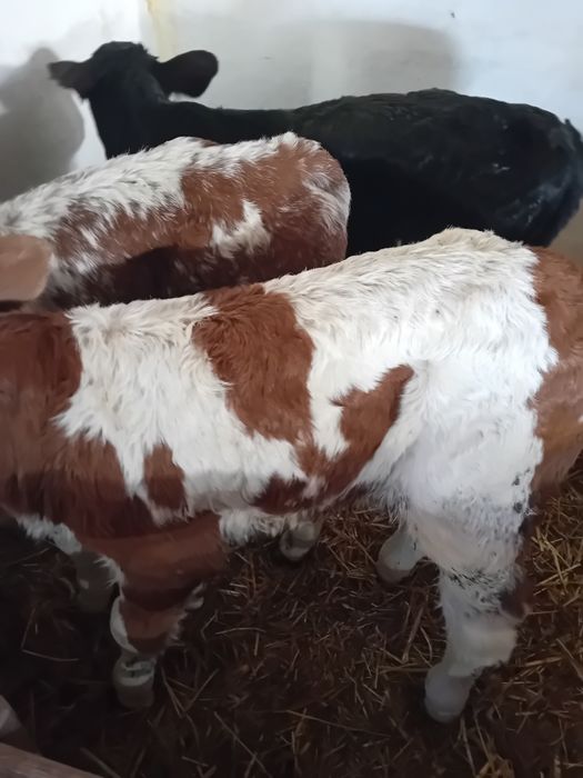 Tauras baltat și vitea angus