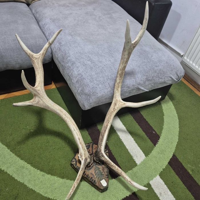 De vânzare trofeu cerb