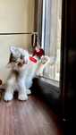 Baietel British Shorthair cuminte si iubitor!
