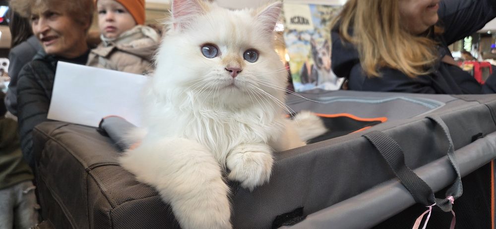 Motanel british longhair