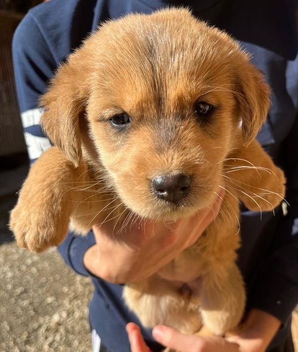 Donez căței jucăuși