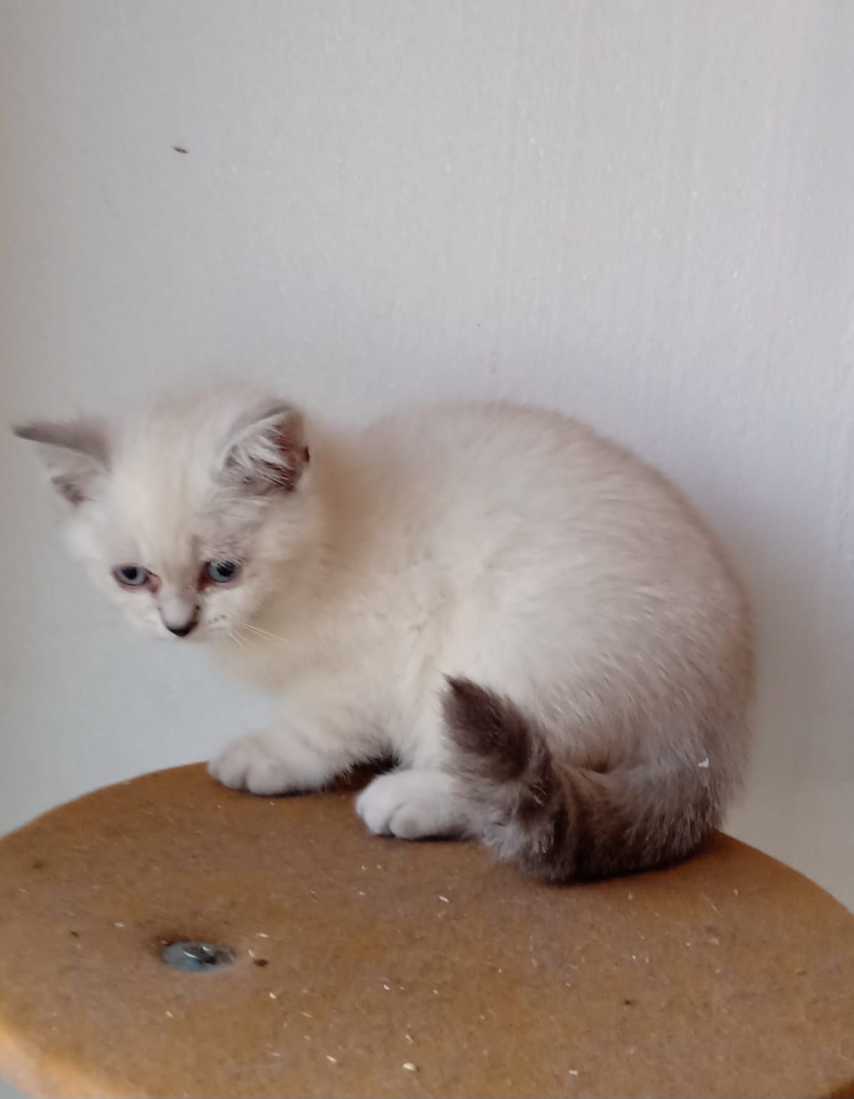 British Shorthair White Tabby  Elado