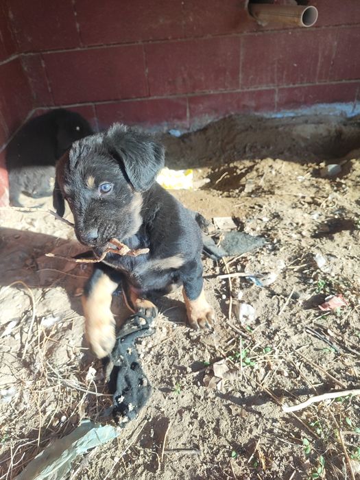 Щенки  просят помощь.
