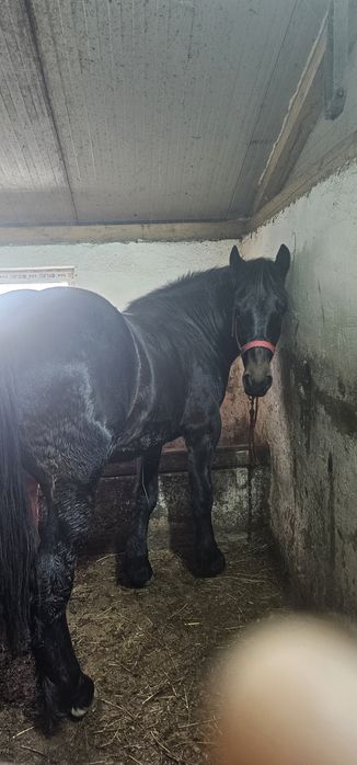 Mânz noatini semigreu