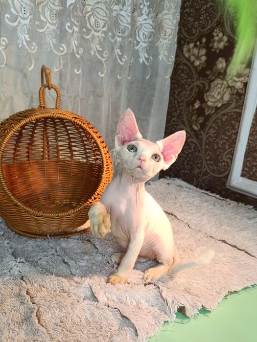 Котята Девон Рекс