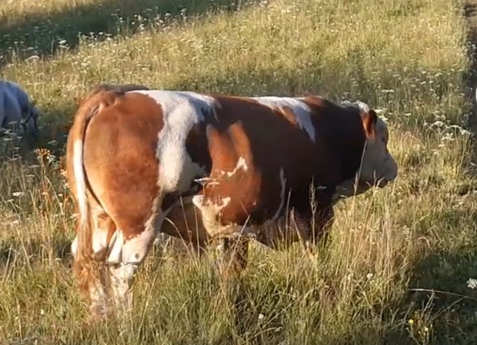 Taur ,Baltata Românească,pt reproductie