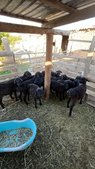 10 токты, 7 еркек 3 ургашы