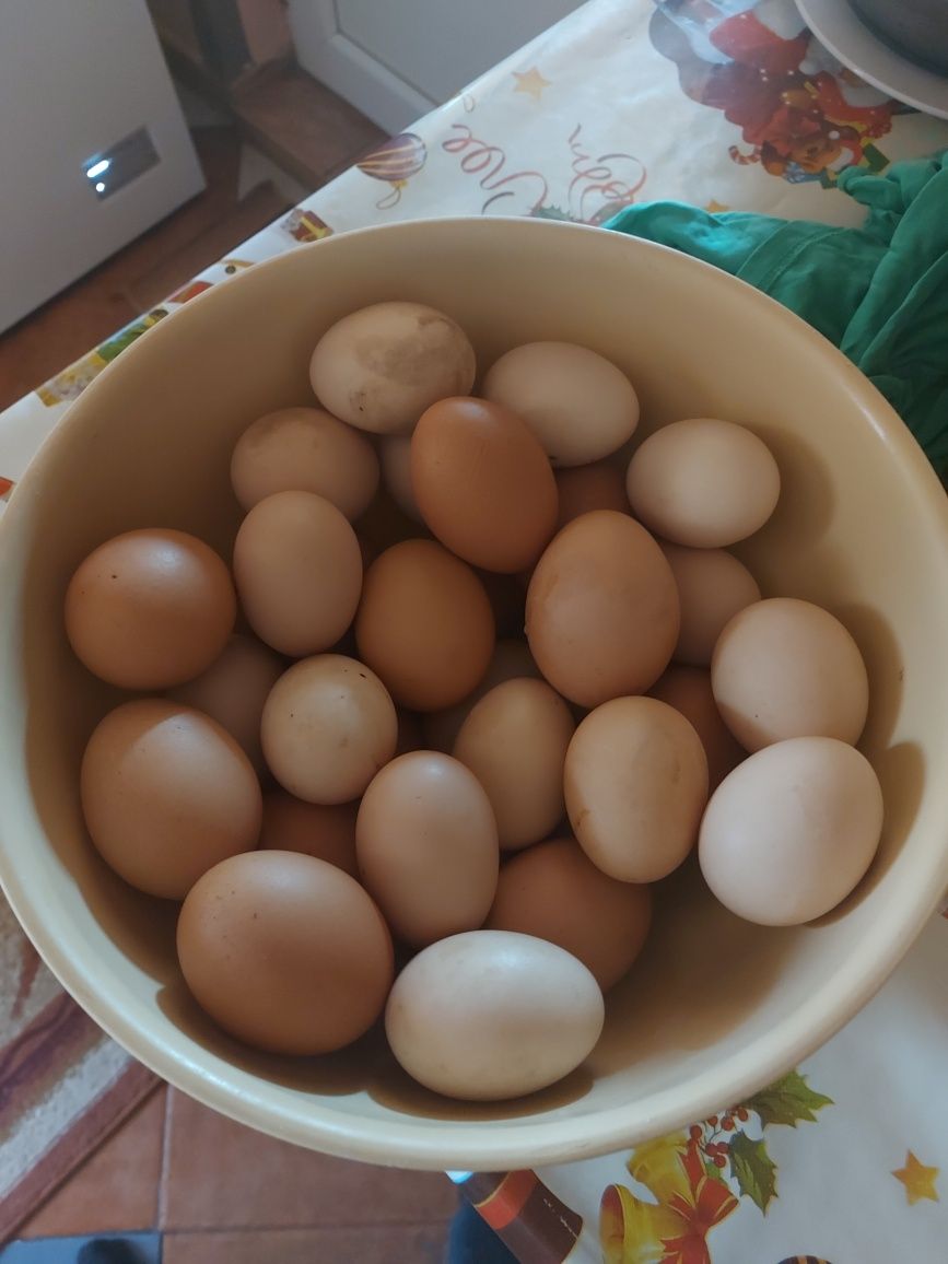 Ouă țară gaini.     .