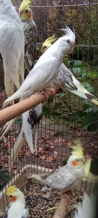 Папагал от вида корела