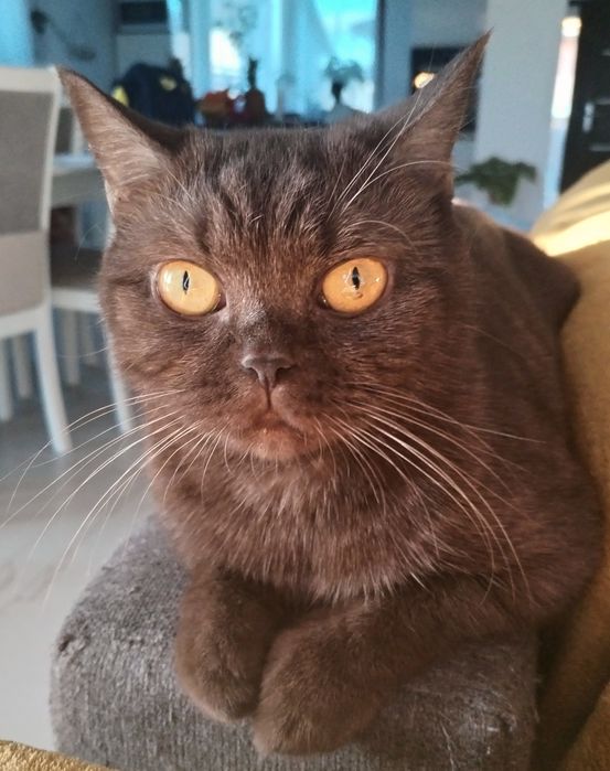 British ciocolata cu pedigree