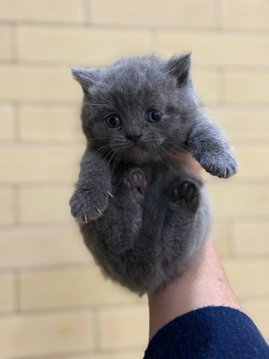 Кошка британский па поводу вапроса