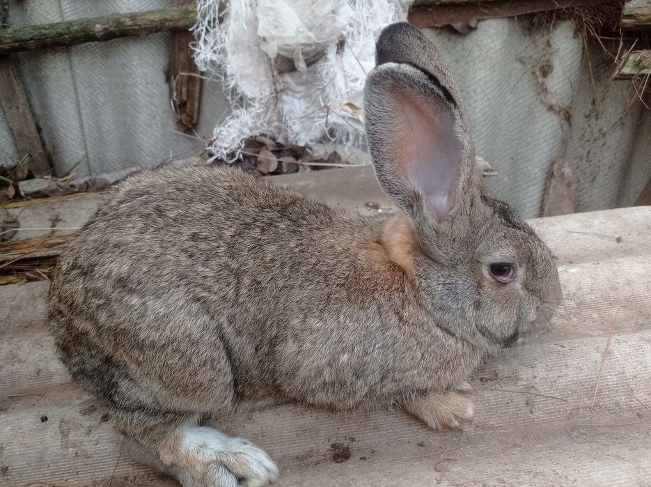 Продам крола ,серый великан.