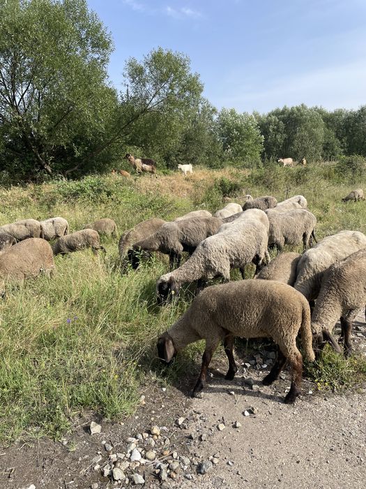 Ingrasamant natural!