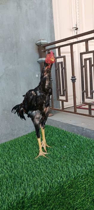 Dakan joja xoroz sotiladi