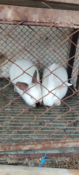 Quyonlar sotiladi. Продаются кролики!