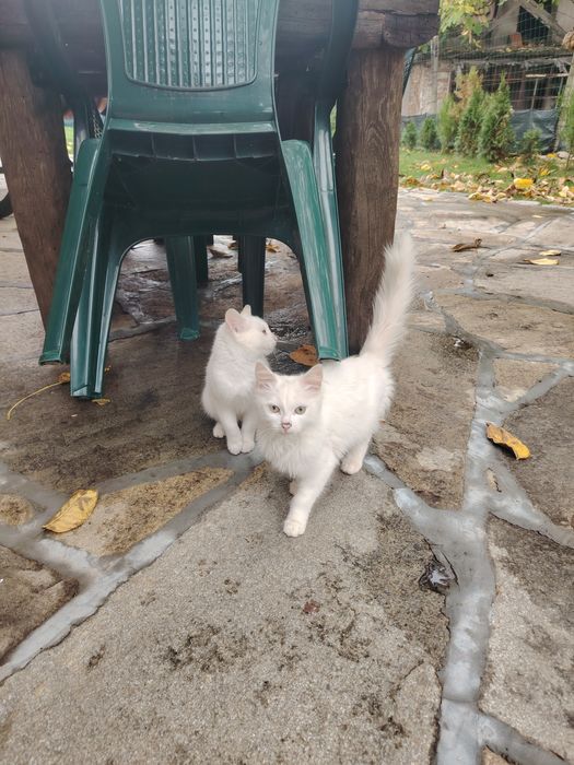 Подарявам бели котета на няколко месеца