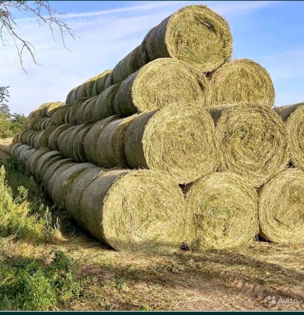 Ролон шөп сатылады