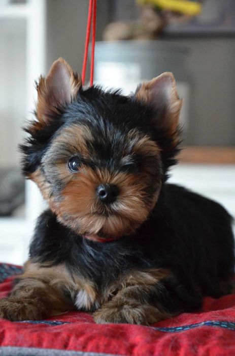 Yorkshire terrier