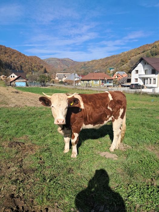Vand juninca baltata