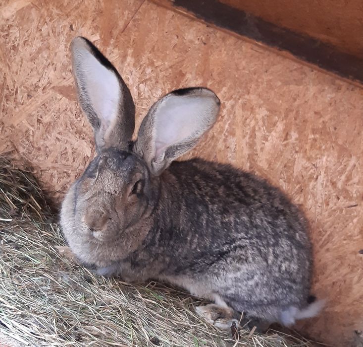 Iepuroaica uriaș german