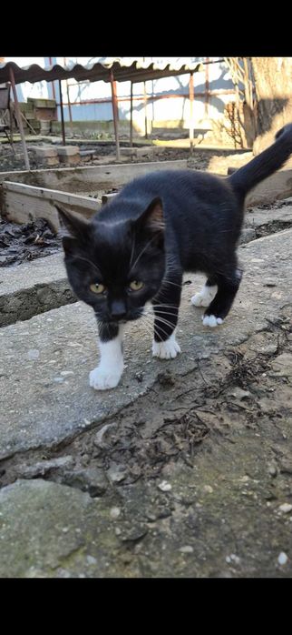 Pisicuță de 2 luni oferită spre adopție – drăgălașă și jucăușă