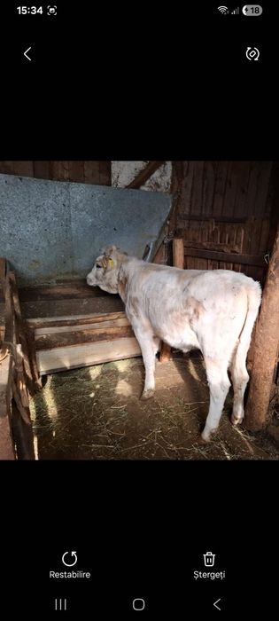 Vand vitea din monta artificiala