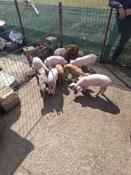 Malki praseta po 20-25 kl.