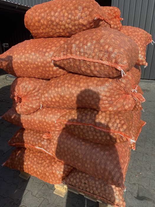 Nuci in coajă 2025 Cantități Mari