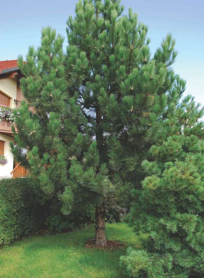 Pinus Nigra in ghiveci