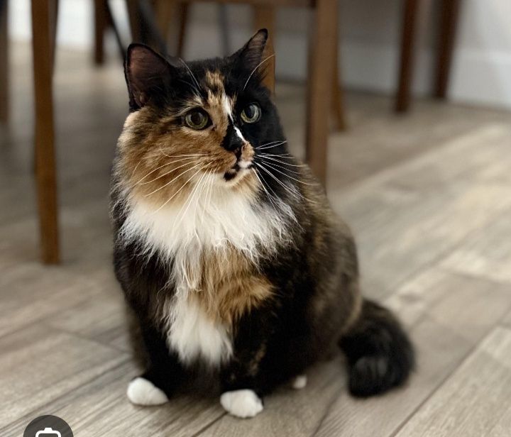 Zotli juddayam aqilli mushuk sotiladi