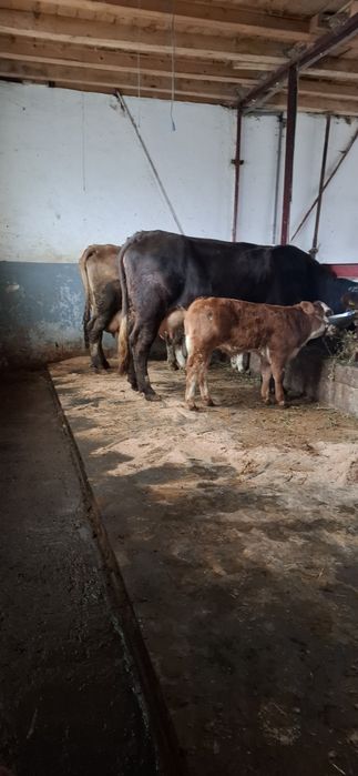 De vânzare vaca cu vitel de o luna Pascani jud iasi