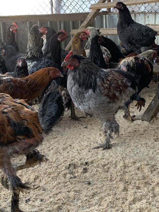 Продается циплята разного парода разного возроста