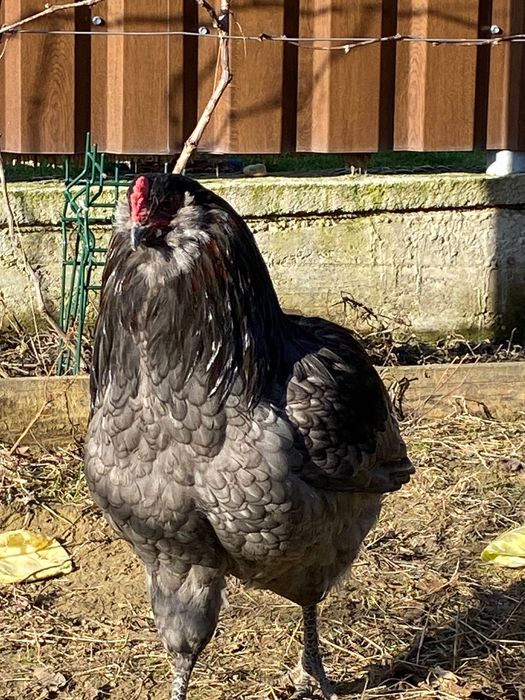 Vând ouă Araucana pentru incubat - găini și cocoș de rasă curată