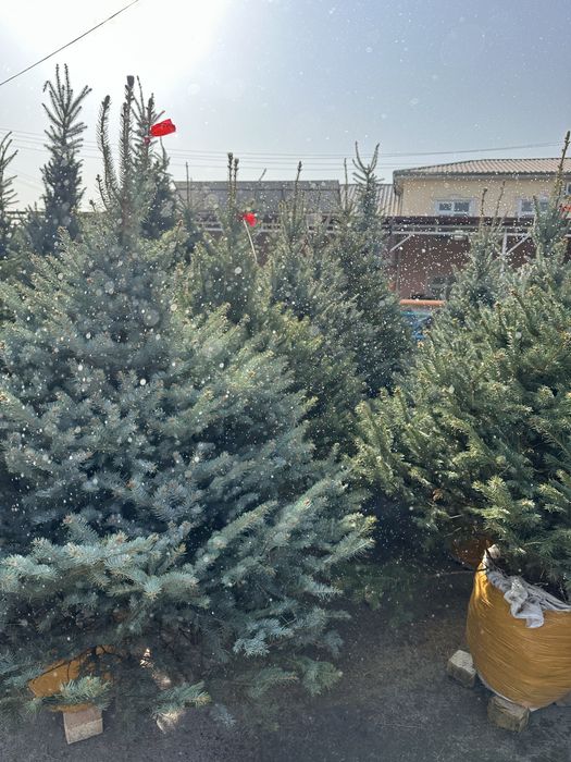 Xar xil turdagi archalar va gullar sotiladi