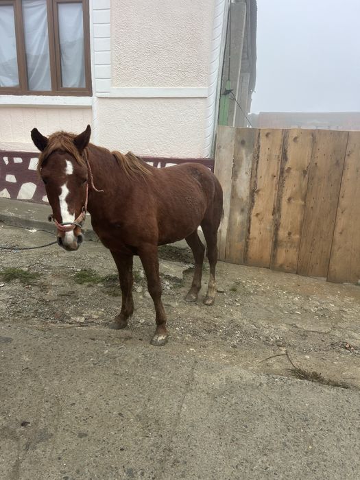 Vînd mînz de un an jumate