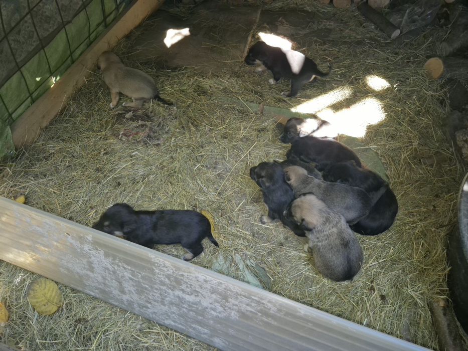 Donez 10 catelus malinoa