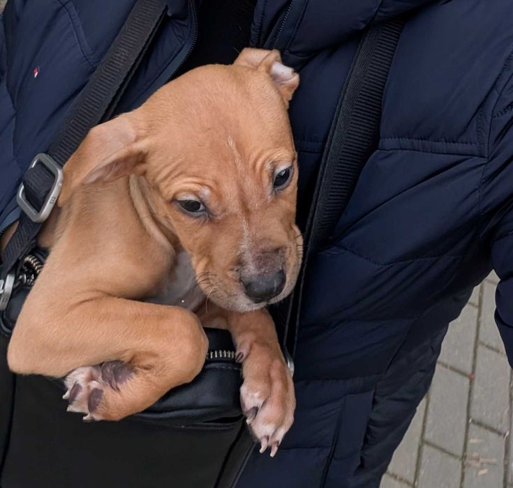 Американско питбулче