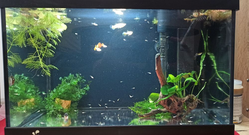 Acvariu Diversa 25 l