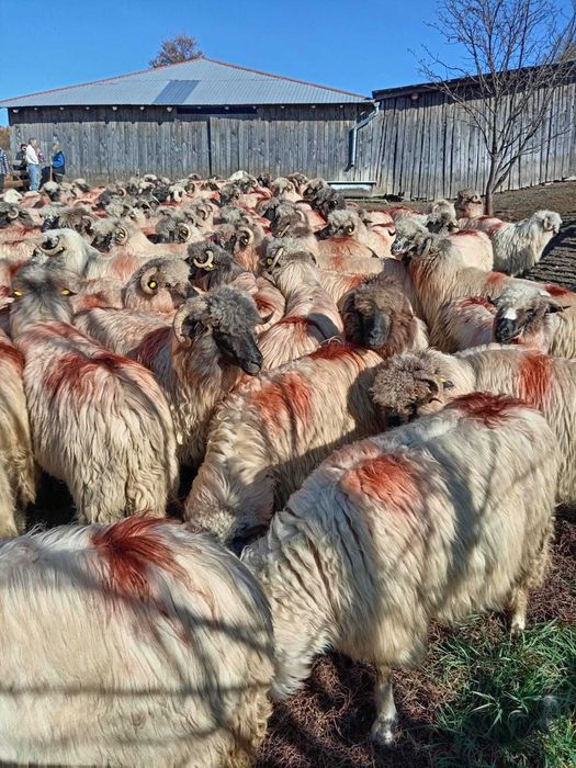 De vînzare 160 de oi țurcane