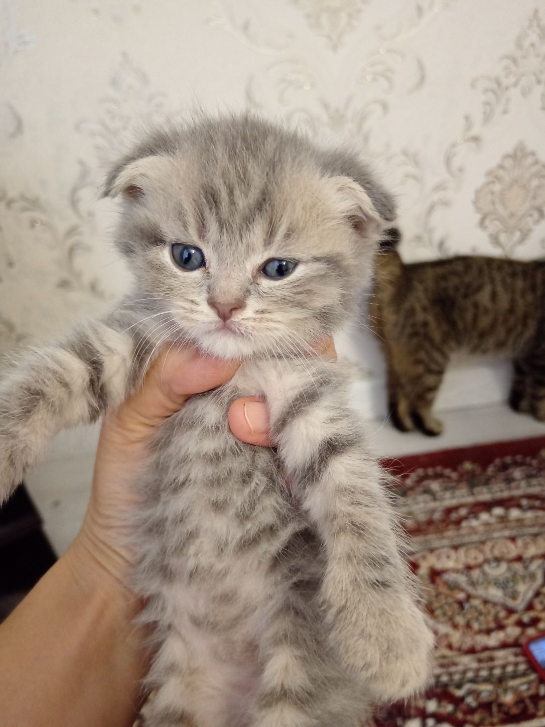 Чистокровные котята