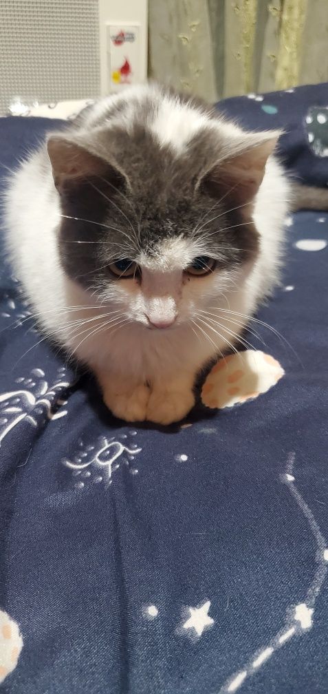 отдам даром кота