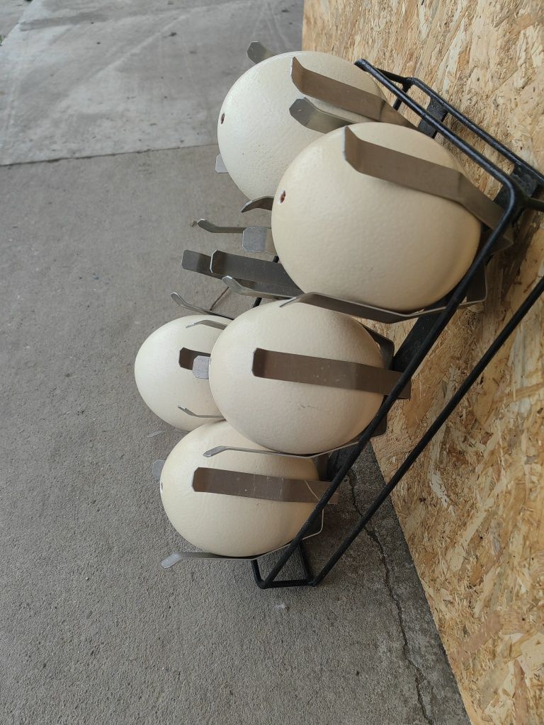 Oua strut golite pentru încondeiat/pictat