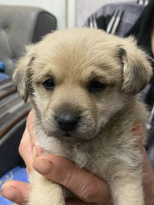 Отдадим в хорошие и добрые руки наших малышей