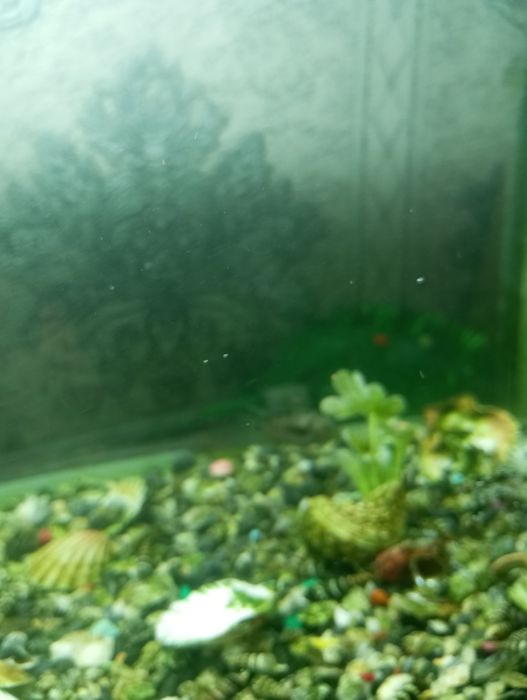 аквариум сотилади