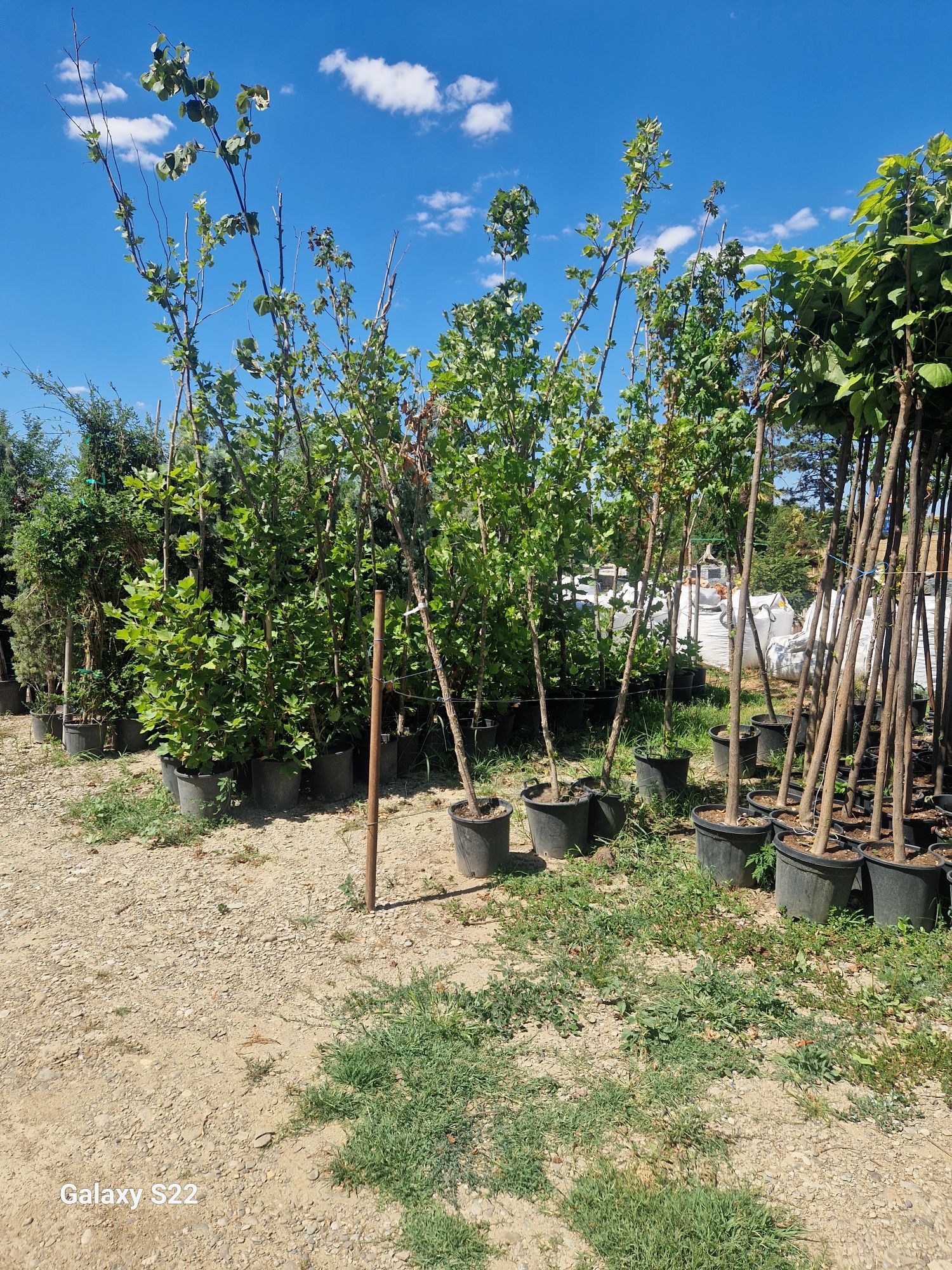 Catalpa  globular  plante decorative