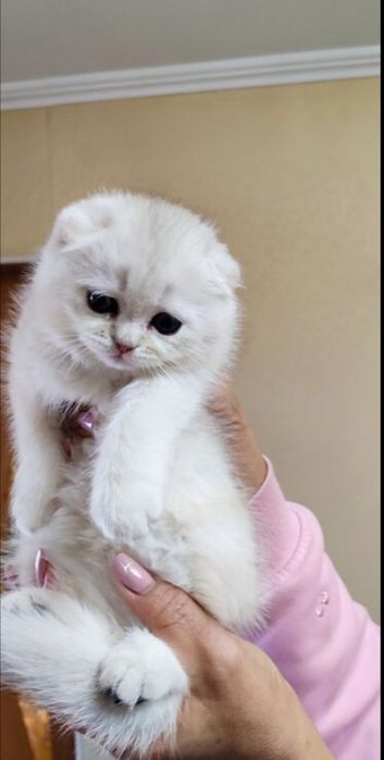 Котята шотландские вислоухие Мишки Оригинал:)