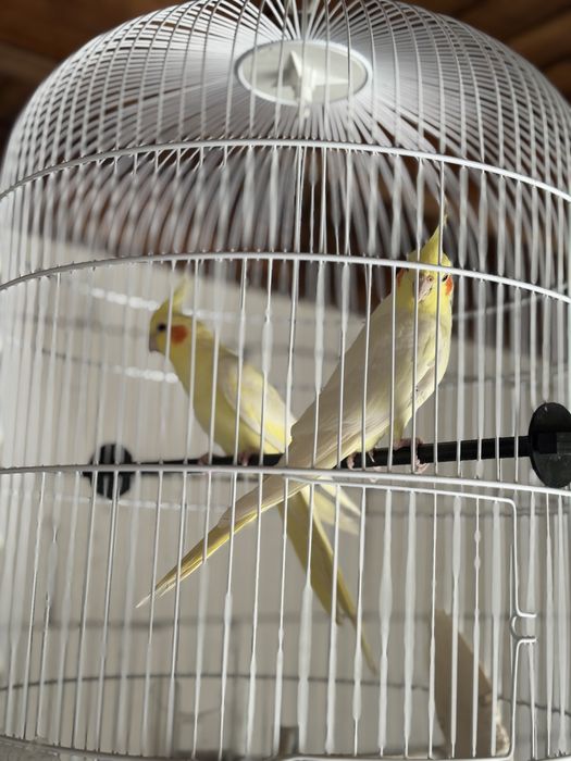 Papagali nimfe pereche