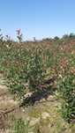Photinia Red Robin