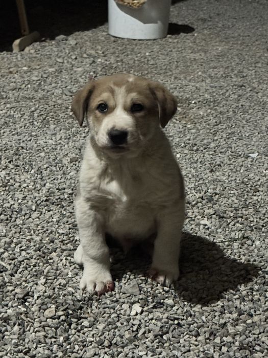 Кушік 1 айлық тобеттің кушігі