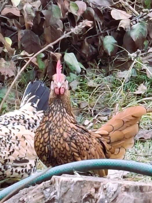 De vânzare cocoșei rasa Sebright și Mii de Fiori/Găini de Porțelan.